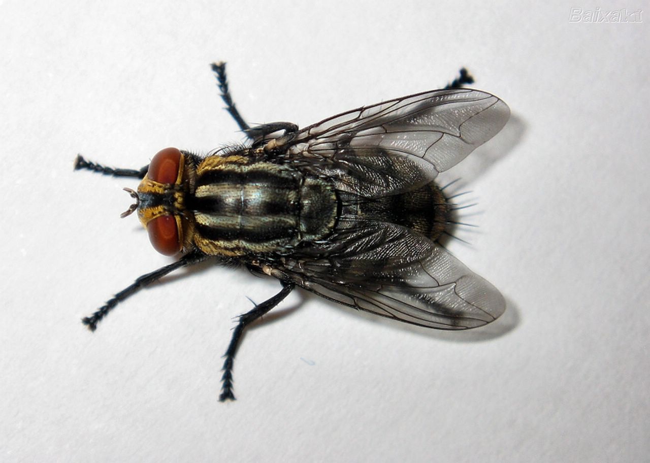 El sistema nervioso de la mosca puede mejorar el wifi