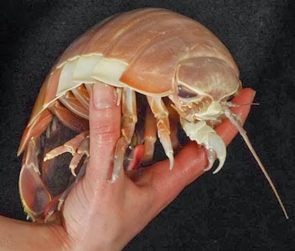 océanos acidificados por CO2