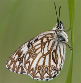 Un atlas de mariposas
