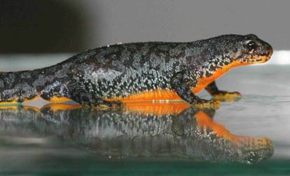 Comunidad de Madrid quiere potenciar especies como el águila imperial