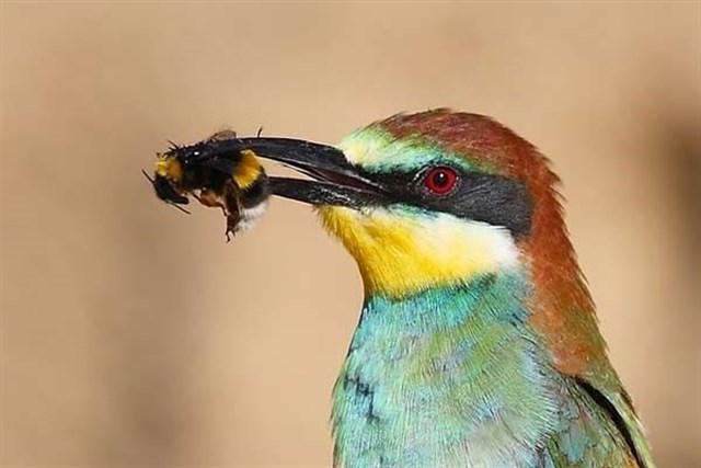 SEO/BirdLife minimiza el riesgo de los abejarucos para las colmenas de abejas frente a otras amenazas como pesticidas