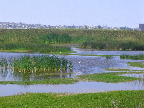 SEO/BirdLife conmemora el Día Mundial de los Humedales con una veintena de actividades en España y Marruecos