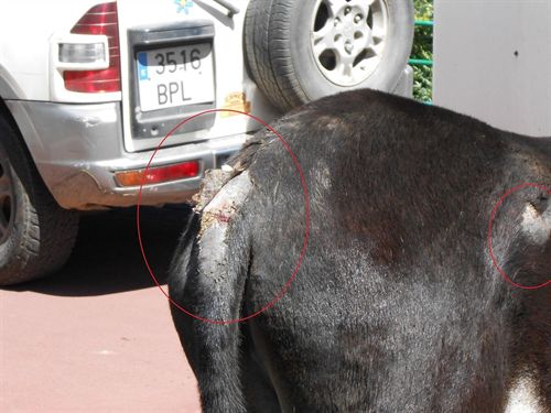 EQUO Euskadi denuncia por maltrato animal la carrera de burros de Areta