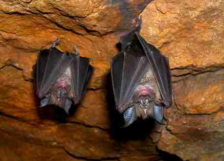 Los murciélagos son capaces de ajustar su campo de visión