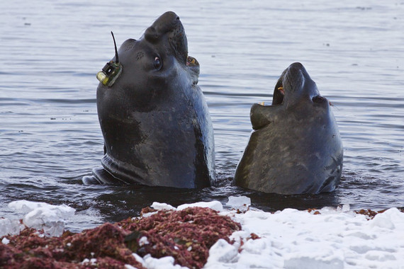 Elefantes marinos ‘claves’ para estudiar el deshielo de la Antártida