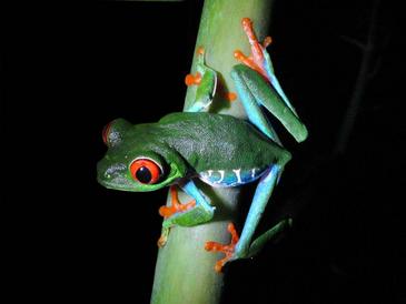 La Enciclopedia de la vida recopila un tercio de todas las especies