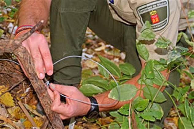 Los lazos para el control de los predadores son ‘nefastos’ para las especies protegidas