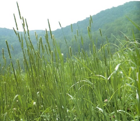 Un estudio afirma que las gramíneas se adaptan al cambio climático