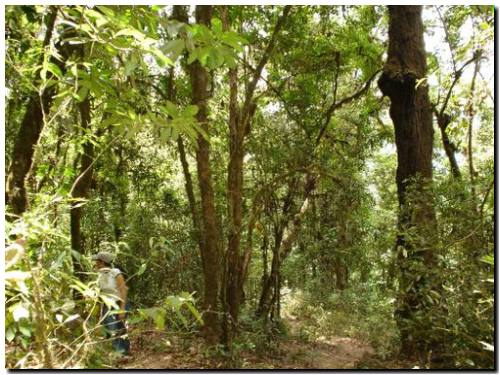 Catalunya prueba con éxito un cable aéreo para facilitar el desbrozo de bosques