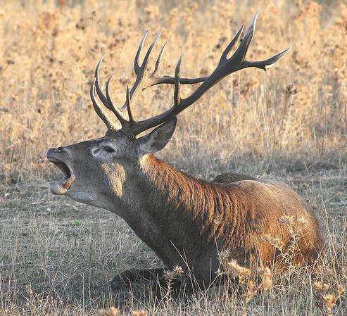 Los cadáveres de los ciervos muertos deben llevarse a plantas de residuos o enterrados