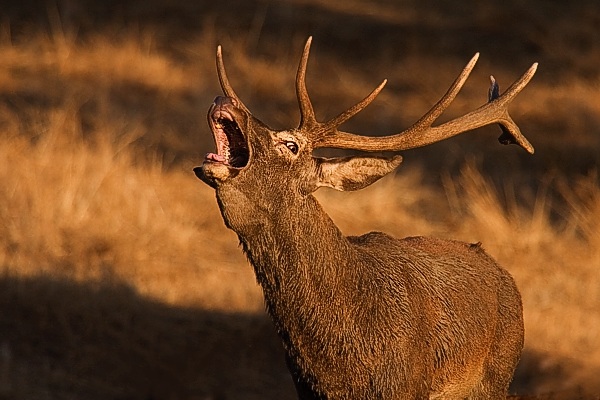 Todo preparado para observar la berrea de los ciervos en Fuentes Carrionas y Fuente Cobre-Montaña Palentina
