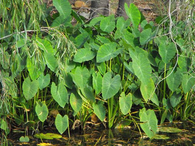 Colocasia esculenta (Araceae) especie invasora de las riberas andaluzas