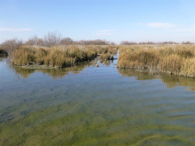 Trabajan en la recuperación ambiental del humedal Junta de los Ríos de Alcázar