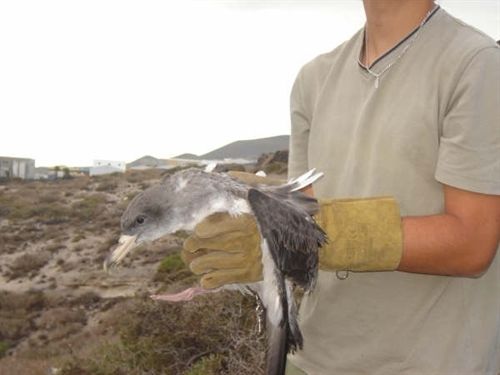 Tenerife. Comienza la campaña de recogida de pardela cenicienta