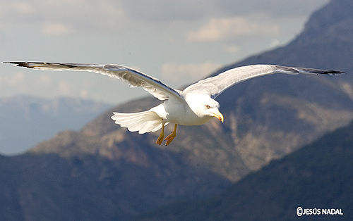 La Comisión archiva el procedimiento de infracción contra España acerca de las zonas de protección de aves