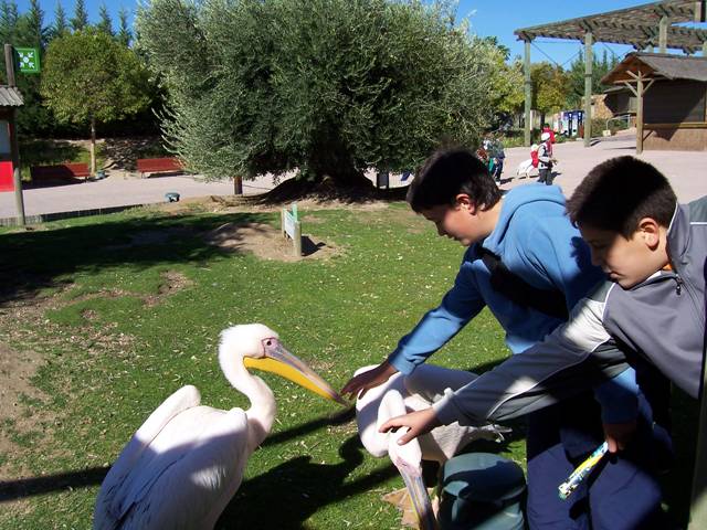 Los campamentos de FAUNIA para niños cumplen diez años