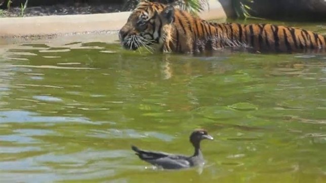 El pato que ‘amedrenta’ a un tigre (Mira el VIDEO)