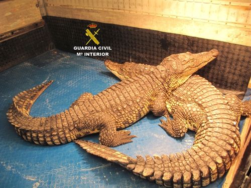 Incautan en un circo en Fresnedoso de Ibor (Cáceres) dos cocodrilos y tres serpientes