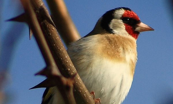 La Guardia Civil libera aves fringílidas sin anillar y denuncia a una persona