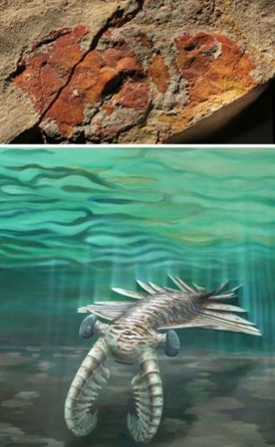 El primer cazador marino poseía un privilegiado sistema de visión