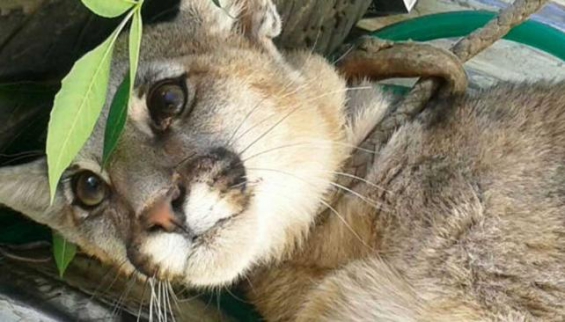Encuentran a un puma en cautiverio en pésimas condiciones
