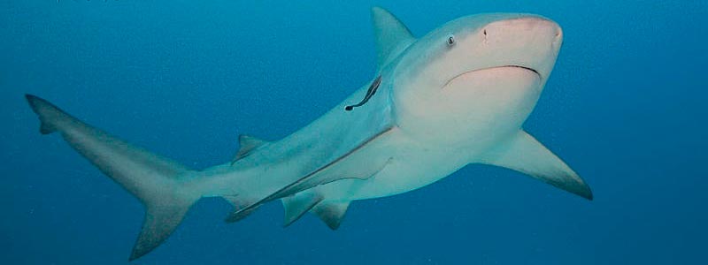 El extraordinario tiburón toro de Cabo Pulmo