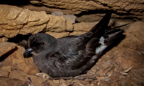 Todo sobre la cría del paíño europeo