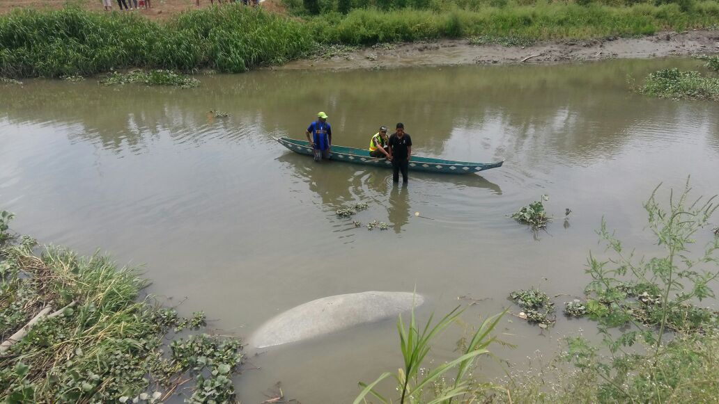 Elefante marino volvió al río Babahoyo