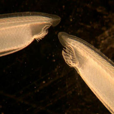 Nuevas vías para entender el fenómeno de la regeneración celular en vertebrados