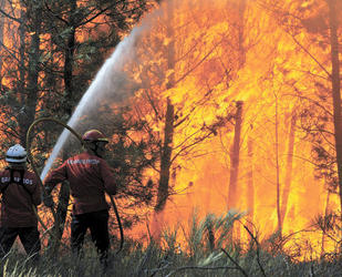 Deforestación alcanza 132 mil hectáreas al año