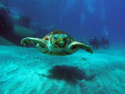Bauzá acude este miércoles a la tradicional suelta de tortugas en Cabrera