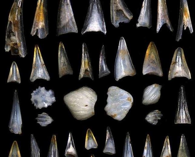 El fin de los dinosaurios revirtió en el ecosistema marino y dio paso a la moderna Edad de los Peces