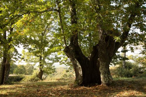 Obras del AVE en Laza (Ourense) se abren paso entre castaños centenarios