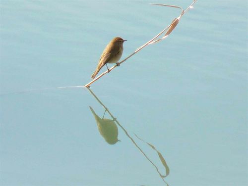 VIII Feria Internacional de Turismo Ornitológico