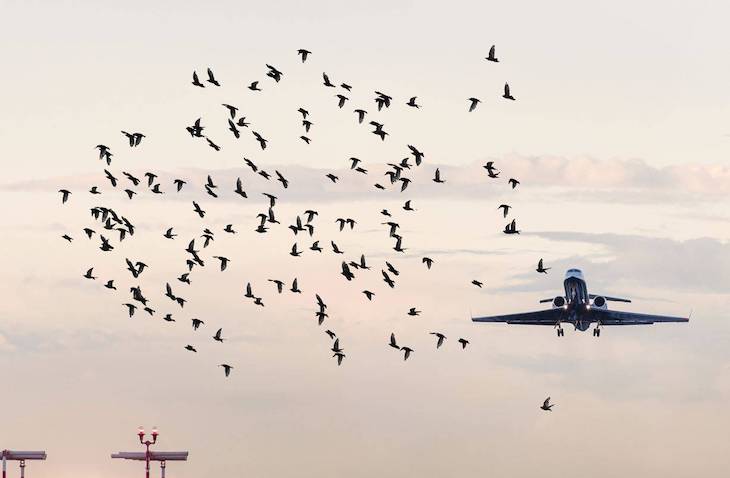 Las aves y los aviones una relación complicada