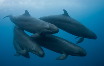 Fondo marino de Revillagigedo