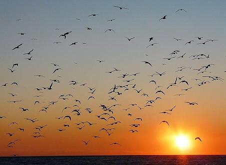 Cádiz acogerá a partir del día 17 el II Congreso Internacional sobre Migración de Aves y Cambio Climático