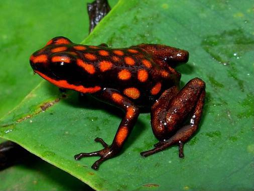 Un modelo predice cómo se adaptará cada especie al cambio climático