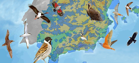 Una veintena de actos en Granada hasta finales de octubre por el Día Mundial de las Aves