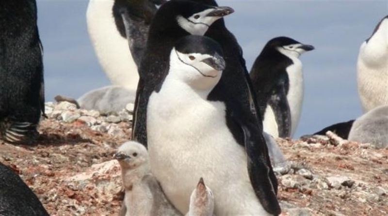 El estudio de pingüinos nos ayuda a saber más del cambio climático