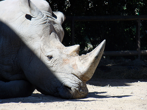 Kenia halla más de dos toneladas de colmillos de elefante y cuernos de rinoceronte extraídos de contrabando