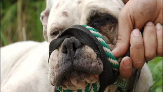 7 perros y 60 gatos encontrados en condiciones pésimas en una casa de Miami