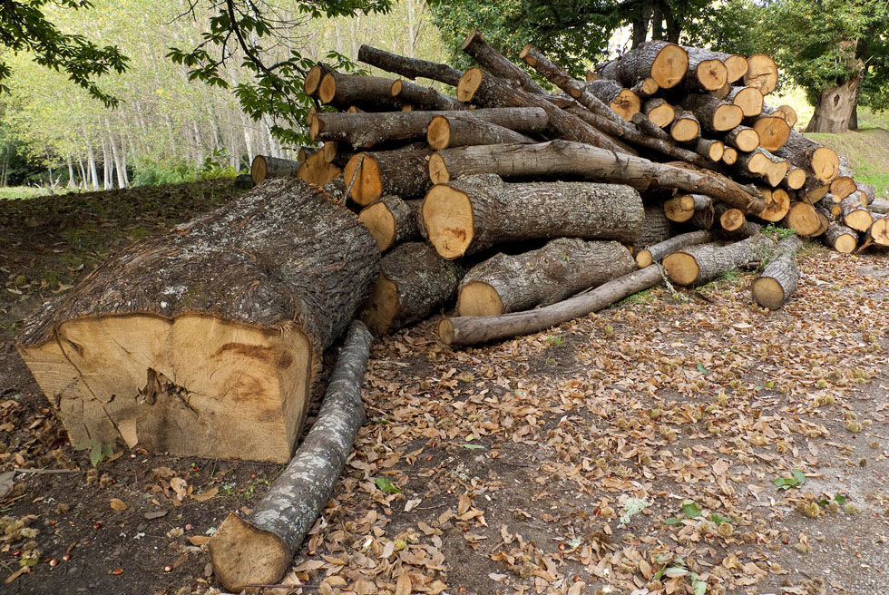 Galicia obligará a invertir en el monte después de una tala