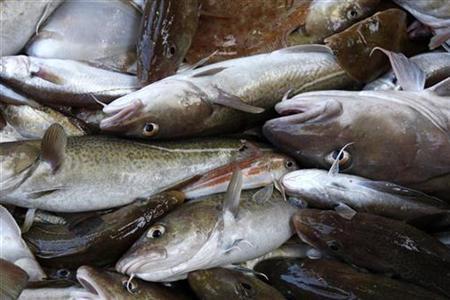 El Gobierno dice que luchará contra la pesca ilegal