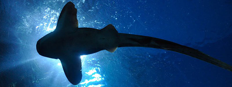 Cigom: marcaje satelital en cetáceos