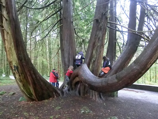 Campamentos ecológicos aprendiendo inglés en Irlanda