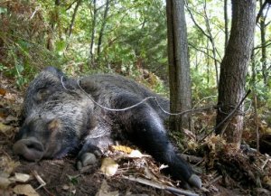 Juicio por la caza de un jabalí con un lazo de acero en Asturias