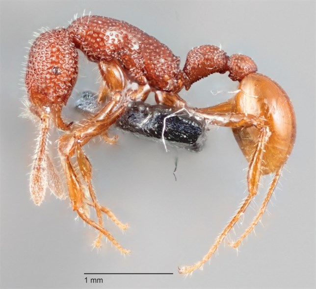 El primer nido de hormiga T.Rex revela que no hay reina