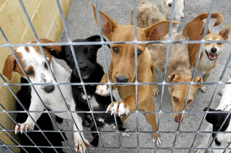 España ‘limitará’ las adopciones de perros y gatos en otros países