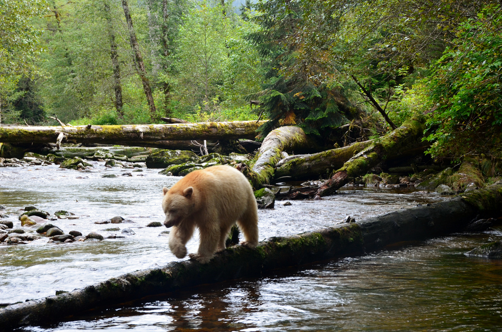 Canadá declara espacio protegido el Bosque del Gran Oso